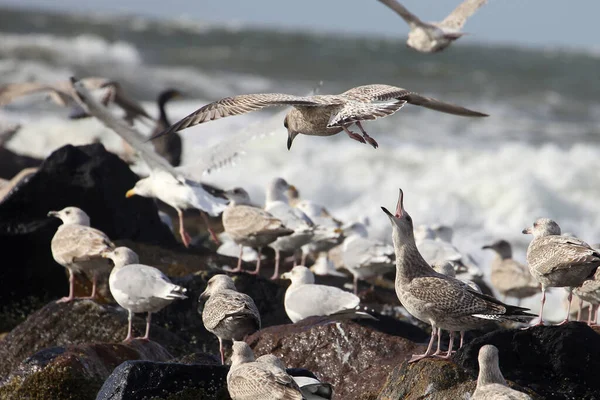 Seagulls on the North Sea coast in Denmark