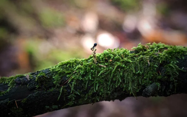 Mulher Miniatura Ramo — Fotografia de Stock