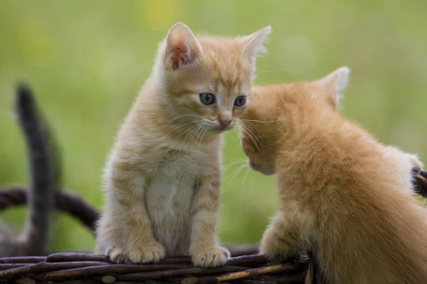 Katzen Spielen Der Natur Katzenporträts — Stockfoto