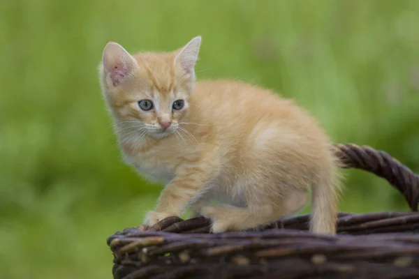 自然の中で猫を再生 猫の肖像画 — ストック写真