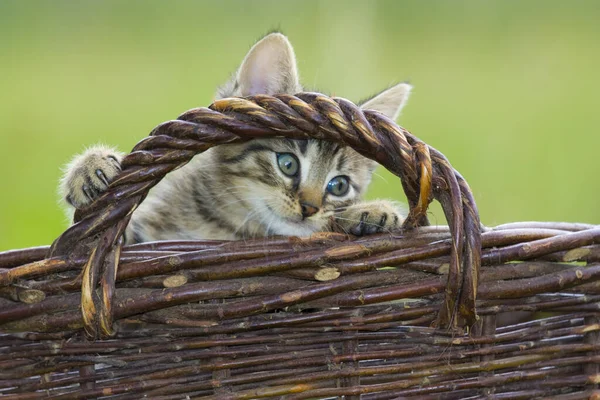 Παίζοντας Γάτες Στη Φύση Πορτρέτα Γάτα — Φωτογραφία Αρχείου