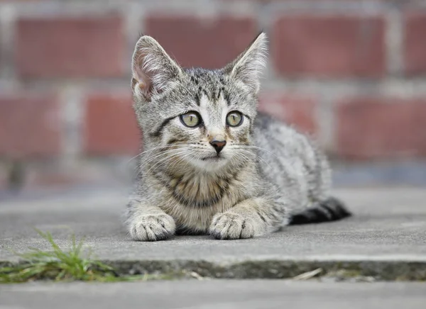 Игры Кошки Природе Портреты Кошек — стоковое фото