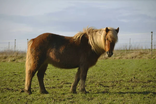 Horse Animal Herd Pasture Animal Nature Fauna — Stock Photo, Image
