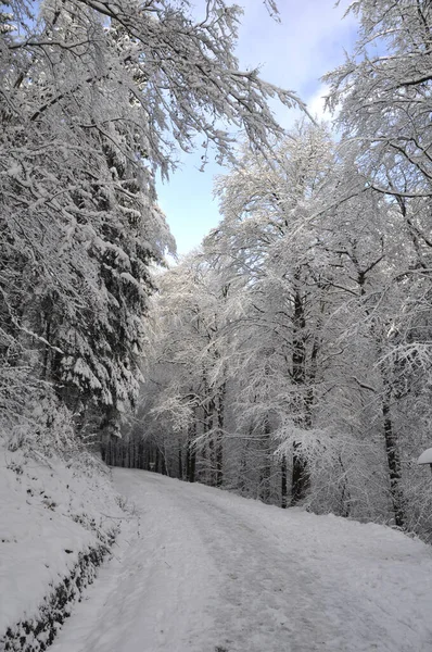 Floresta Caduca Inverno — Fotografia de Stock