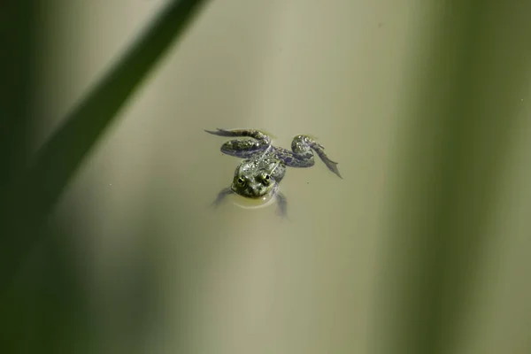 Frog Spring Backlight Fresh Green Backlight Reflections Small Insects Morning — стоковое фото