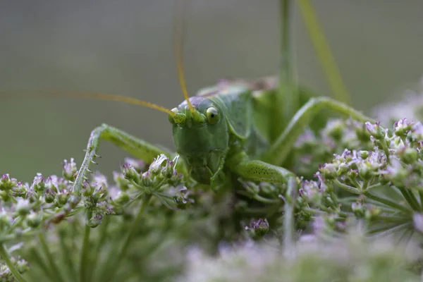 Sprinkhanen Het Voorjaar Met Achtergrondverlichting Fris Groen Achtergrondverlichting Reflecties Kleine — Stockfoto