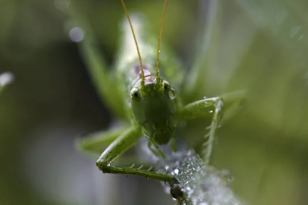 Sprinkhanen Het Voorjaar Met Achtergrondverlichting Fris Groen Achtergrondverlichting Reflecties Kleine — Stockfoto