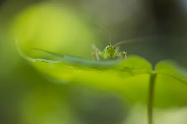 Gafanhotos Primavera Com Luz Fundo Verde Fresco Reflexos Retroiluminação Pequenos — Fotografia de Stock