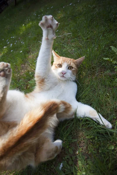 Jugar Los Gatos Naturaleza Retratos Gatos —  Fotos de Stock