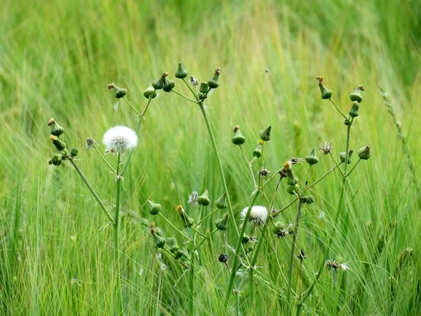 Belle Vue Sur Fleur Naturelle Pissenlit — Photo