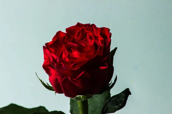 Vista Close Rosas Com Reflexão — Fotografia de Stock