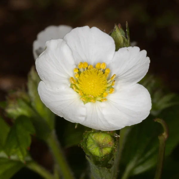 Fleur Blanche Dans Jardin — Photo