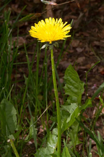 Schöne Aussicht Auf Natürliche Löwenzahnblume — Stockfoto