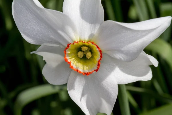 Petali Fiori Narcisi Bianchi Primavera — Foto Stock