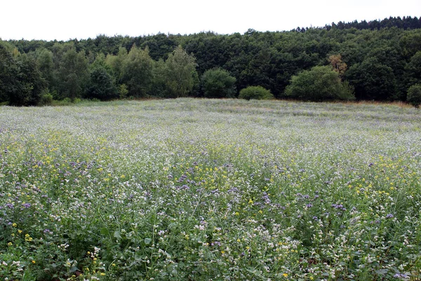 Wiesenblumen Feldflora Und Gras — Stockfoto