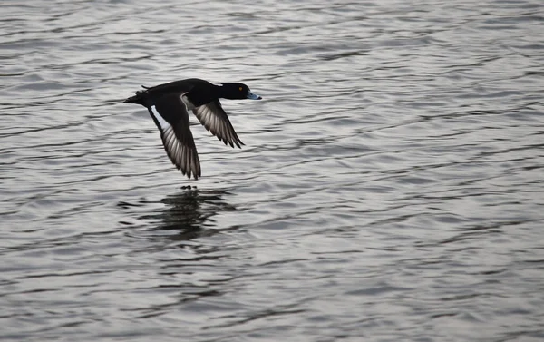 Black Heron Ardea Alba Flight — Stock Photo, Image