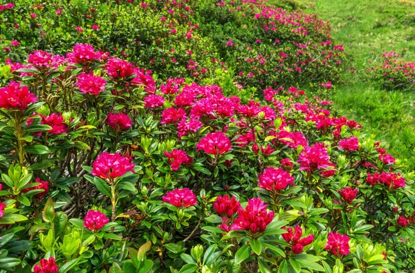 Numerosos Arbustos Rosas Alpinas Floridas Rojas Rojas Una Pendiente Verde —  Fotos de Stock