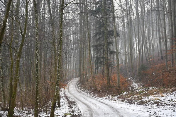 Δάση Χειμώνα — Φωτογραφία Αρχείου