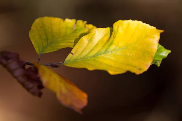Herfst Kleuren Knoppen Gebladerte Van Beuken — Stockfoto