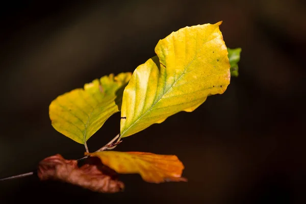 Herfst Kleuren Knoppen Gebladerte Van Beuken — Stockfoto