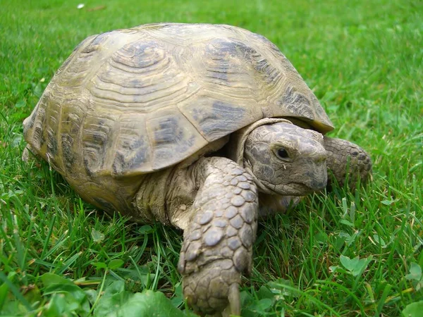 Tortuga Reptil Lagarto Animal —  Fotos de Stock