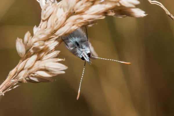 Nahaufnahme Eines Vogelnestes — Stockfoto