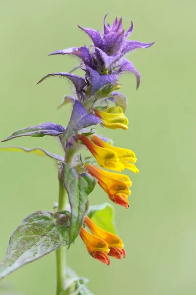 Belles Fleurs Fleuries Dans Jardin — Photo