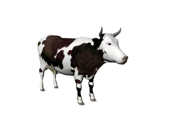 Vache Isolée Sur Fond Blanc — Photo