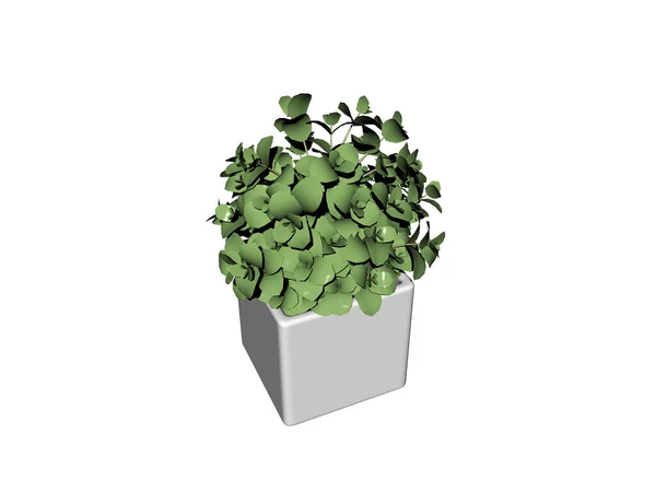 Planta Verde Vaso Isolado Fundo Branco — Fotografia de Stock