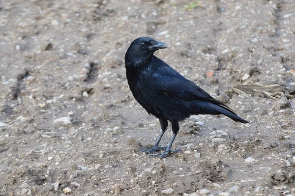 Ein Raubvogel Der Stadt — Stockfoto