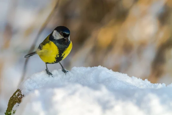 Stor Snön Jakt Efter Mat — Stockfoto