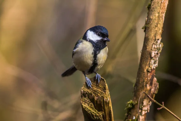 Ein Großer Sitzt Auf Einem Ast — Stockfoto