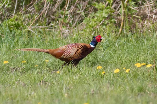 Scenic View Pheasant Bird Stock Image