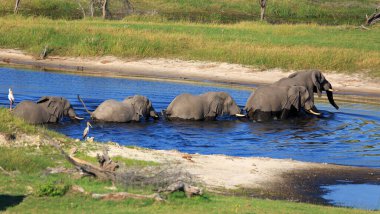 Herd of elephants on the Boteti River clipart