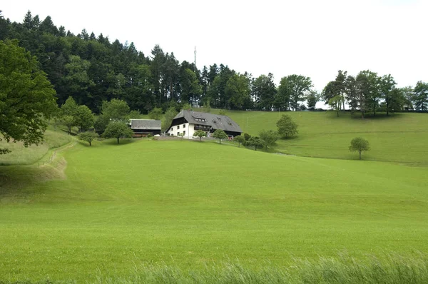 高山草原草原黒い森 — ストック写真