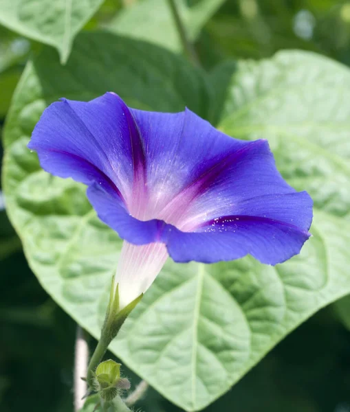 Cabrestante Embudo Ipomoea Purpurea — Foto de Stock