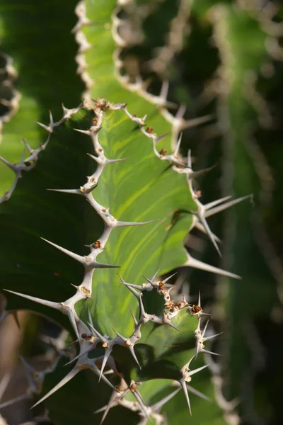 Planta Cactus Flora Cactus Espinoso — Foto de Stock