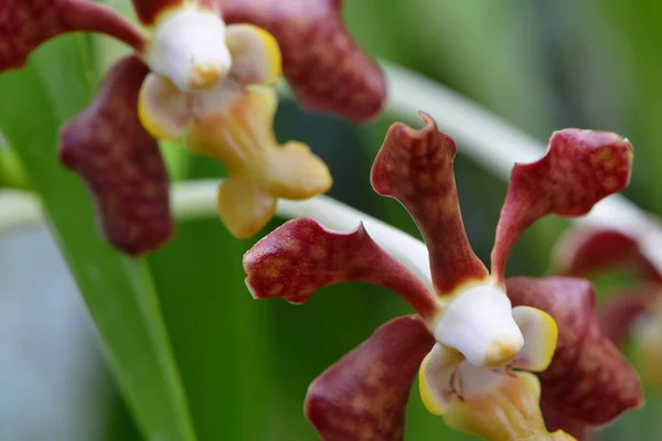 Pétalos Flores Orquídea Flora — Foto de Stock