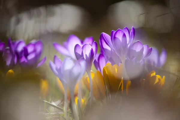 Krokus Krokusblüten Blütenblätter Der Frühlingsflora — Stockfoto