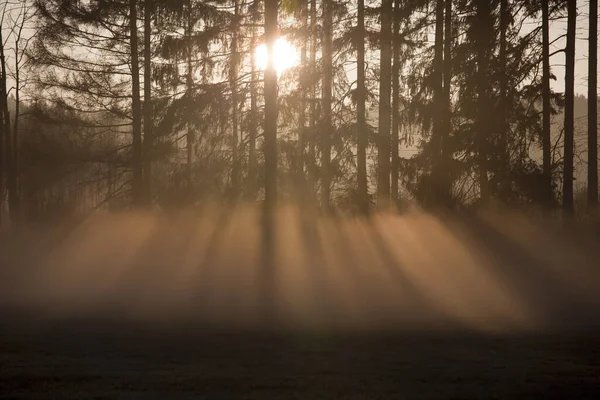 Sonnenaufgang Nebel Auf Dem Feld Wiesen Und Wälder Frühling Nebel — Stockfoto