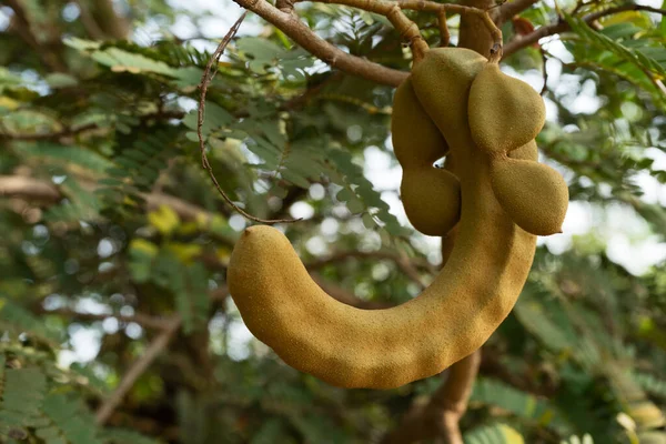 Tamarind on the tree,close-up of the tropical fruit