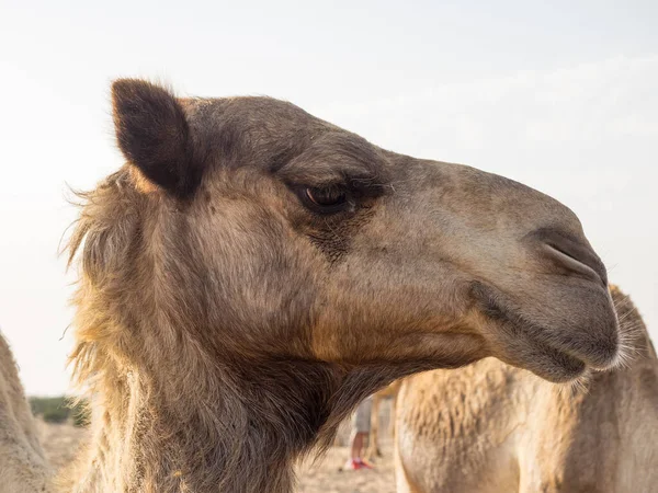 Пустеля Абу Дабі — стокове фото