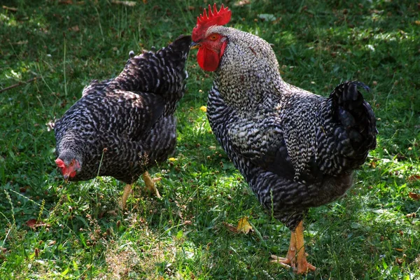 Ein Huhn Und Ein Hahn Auf Der Suche Nach Nahrung — Stockfoto