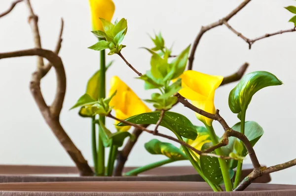 Ikebana Flores Artisticamente Arranjadas — Fotografia de Stock