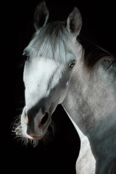 Bílý Kůň Koňovitý — Stock fotografie