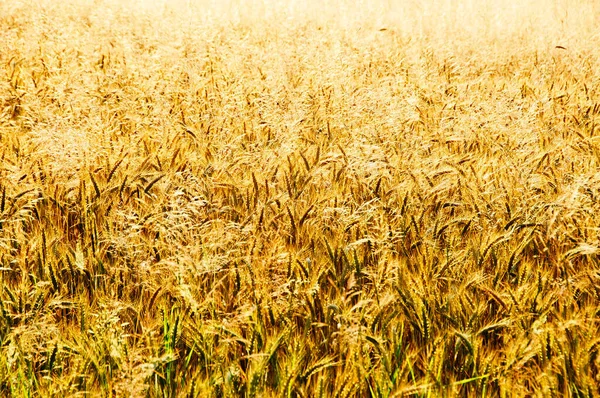 Blick Auf Das Getreidefeld — Stockfoto