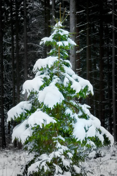 森の中のトウヒ クリスマスツリー — ストック写真