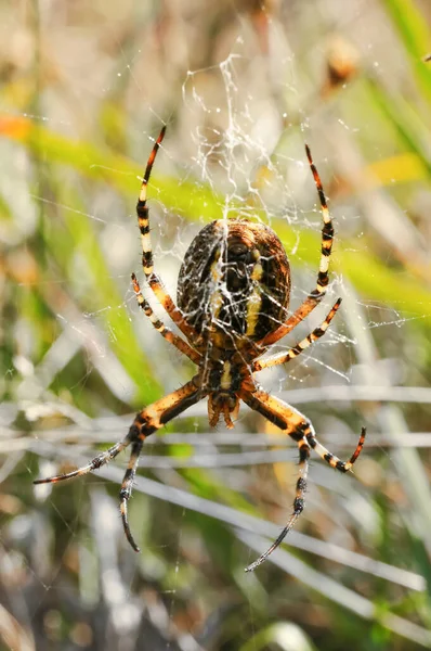 Ağında Bir Eşekarısı Örümceği Argiope Bruennichi Tigerpinne Zebra Örümcek Pek — Stok fotoğraf