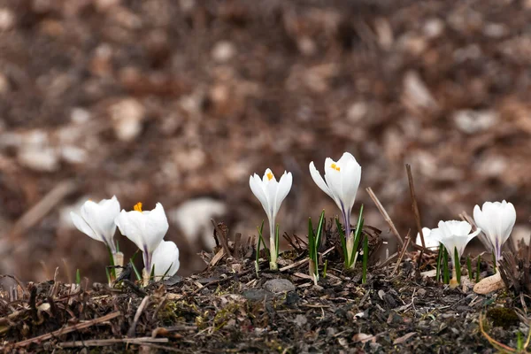 Krokus Kwiaty Krokusa Płatki Wiosennej Flory — Zdjęcie stockowe