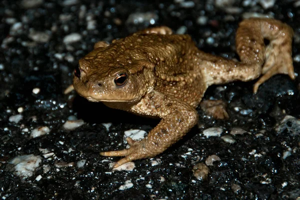 Crapaud Reptile Grenouille Amphibien Animal — Photo